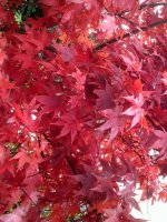 DSCF0173.JPG