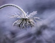 plant-3086847.jpg