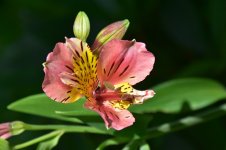 flowers-4264798.jpg