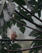 inca-dove-5669389.jpg