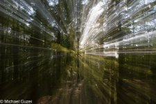 allabouttrees (4 von 4).jpg
