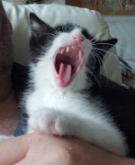 Katze_001.jpg