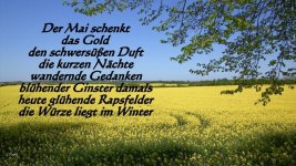der-mai-schenkt_3893029420_o.jpg