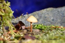 DSC_0790.jpg