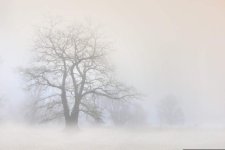 tree-6966126.jpg tree-6966126.jpg