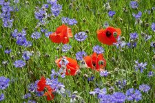 field-4282015_1280.jpg