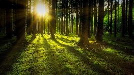 trees-3294681.jpg