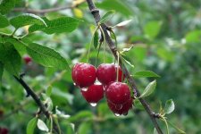 fruit-3235152.jpg