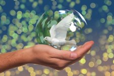 peace-dove-2489589.jpg