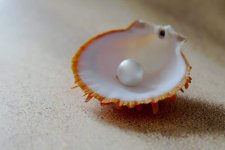 shell-3480818.jpg