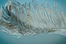 ostrich-feather-1458015.jpg
