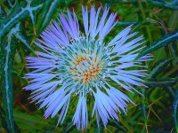 Distelblüte 01.jpg