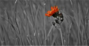 imageedit_10_3404435680 - Kopie.jpg