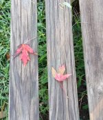 IMG_20220908_081923525~2.jpg