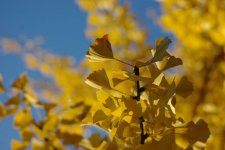 ginko-4707092.jpg