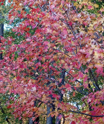 Screenshot_20221029-201206-895.png