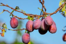 plums-3560078.jpg