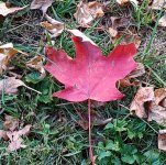 IMG_20221029_160743394~2.jpg
