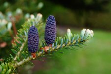 pine-cones-334011.jpg