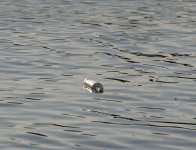 message-in-a-bottle-417282_1920.jpg