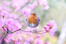 bird-2295436.jpg