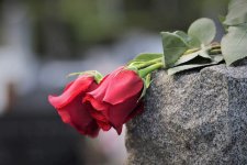 two-red-roses-4226983_1280.jpg two-red-roses-4226983_1280.jpg