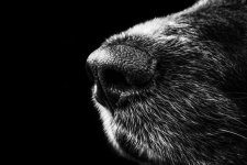 dog-188273_1280.jpg dog-188273_1280.jpg