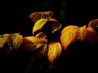 autumn-437769_1280.jpg