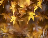 dry-leaves-4968705_1280.jpg dry-leaves-4968705_1280.jpg