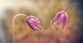common-pasque-flower-1388609_1280.jpg
