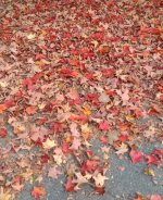 IMG_20231022_074825682~2.jpg IMG_20231022_074825682~2.jpg