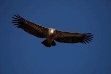 vulture-7706802_1280.jpg vulture-7706802_1280.jpg