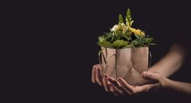 flower-1338641_1280.jpg