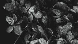 hydrangea-8390432_1280.jpg