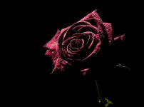 roses-316749_1280.jpg