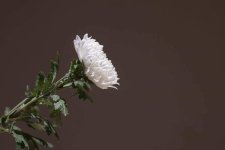 chrysanthemum-5253660_1280.jpg