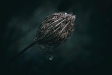 dry-flower-8430047_1280 (1).jpg dry-flower-8430047_1280 (1).jpg