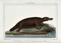 ZZZZZ Schnabeltier J. F. Cazenave nach Vauthier.jpg ZZZZZ Schnabeltier J. F. Cazenave nach Vauthier.jpg