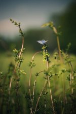 butterfly-5875932_1280.jpg butterfly-5875932_1280.jpg