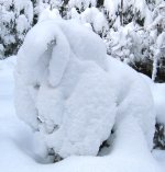 Schneeschaf.JPG