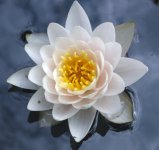 Seerose.JPG