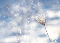 IMG_0680_1.jpg