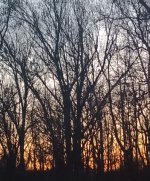 IMG_20250309_192115486.jpg IMG_20250309_192115486.jpg