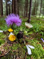 Waldgesteck, eigenes Foto