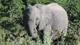 Elefant Moremi.jpg