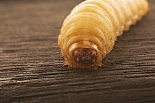 Die Made.jpg Die Made.jpg