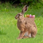 Osterhase.jpg