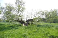 IMG-20260415-WA0023.jpg IMG-20260415-WA0023.jpg