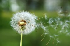 kuttelwascher-dandelion-5376480_1920.jpg