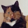 Chilicat